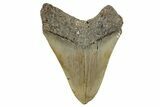 Serrated, Fossil Megalodon Tooth - North Carolina #273034-2